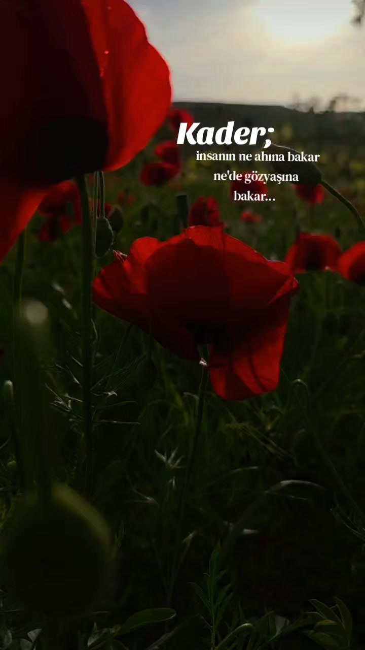 @🖤🌹🕊sbl03🖤🌹🕊