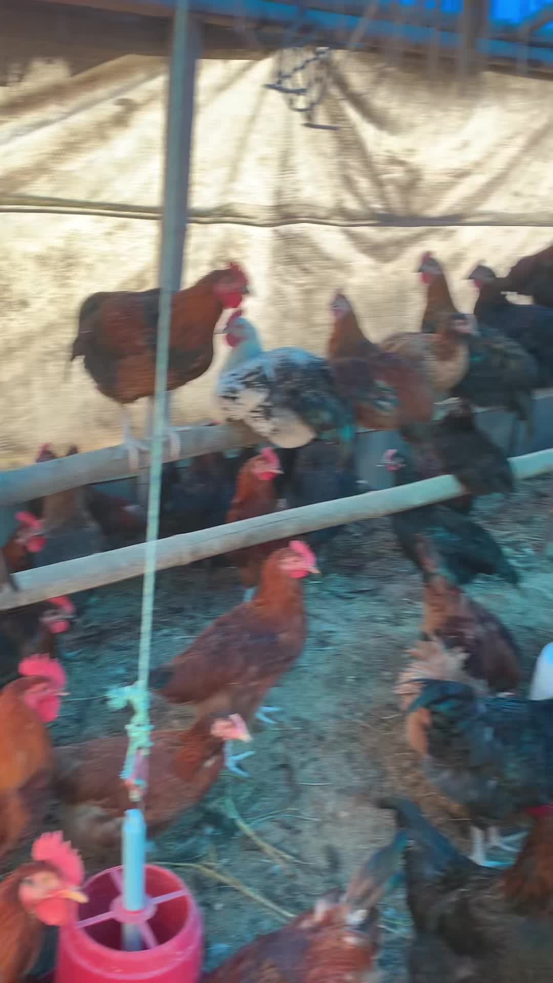 @Poudel Poultry Farm 🐔