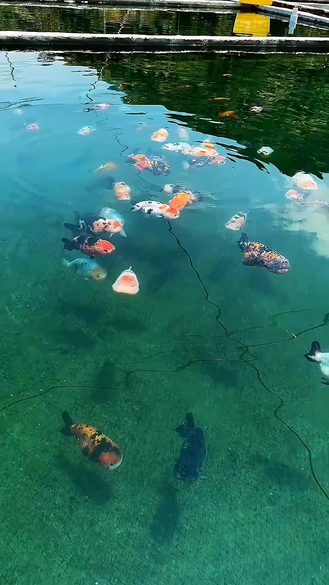 @𝕂𝕚𝕟𝕘 𝔾𝕠𝕝𝕕𝕗𝕚𝕤𝕙 3