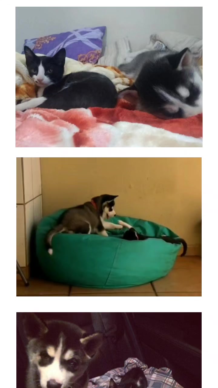 @Kyuubi e Dory no Comando 🐾