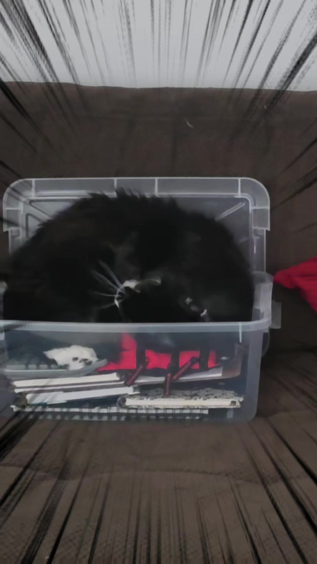 @AtticaTheTuxedoCat