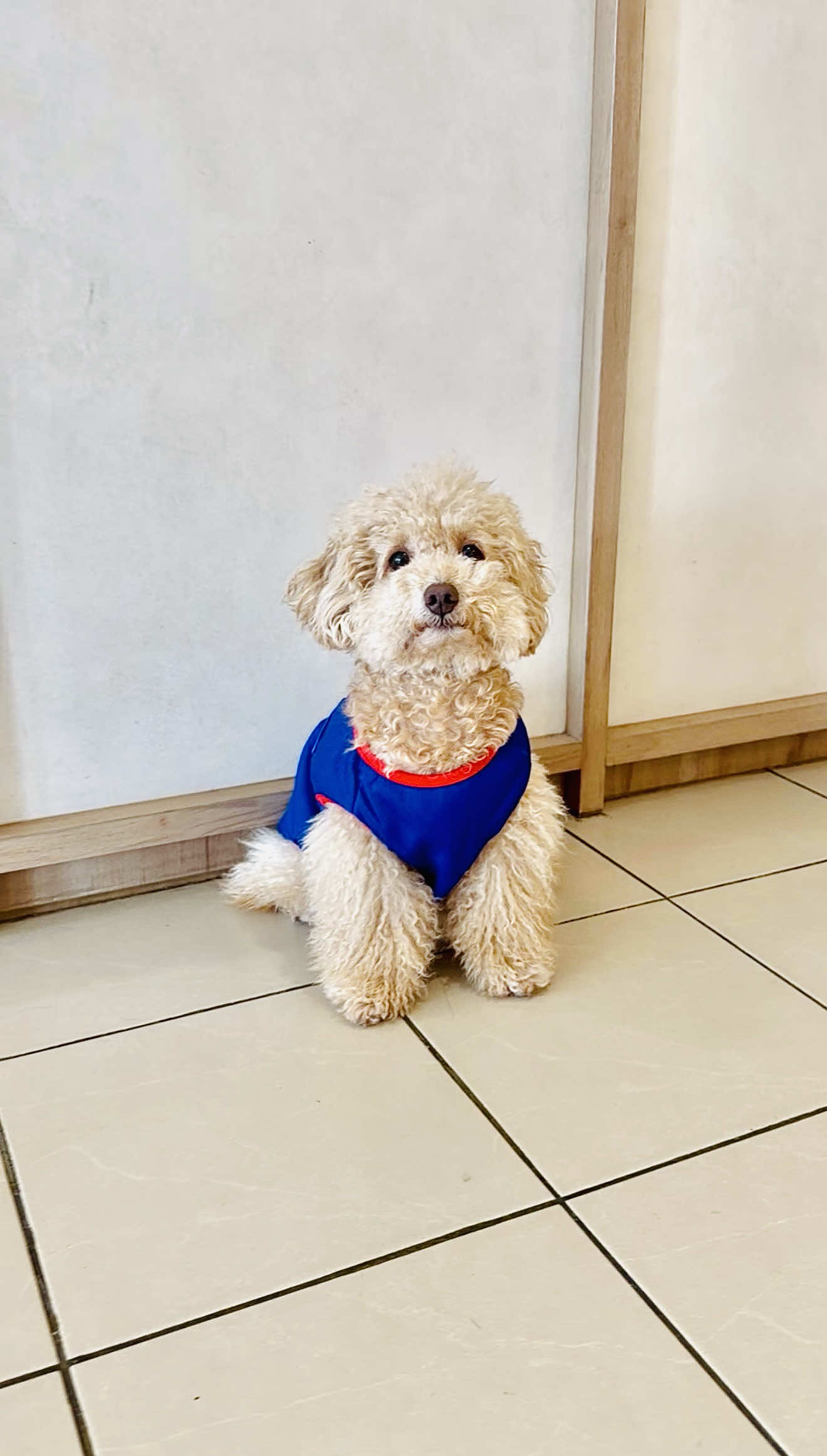 @ZOROPetCare