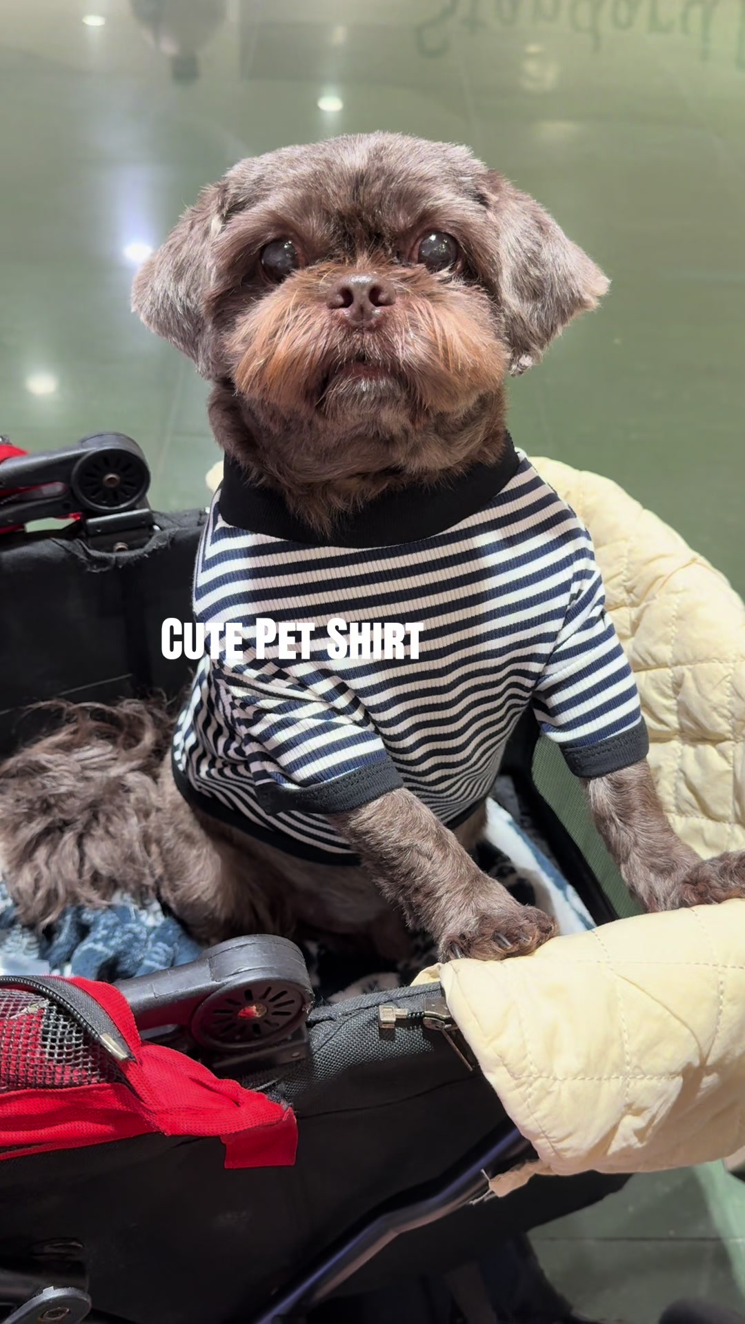 @Nella and Lucky the Shih🐶
