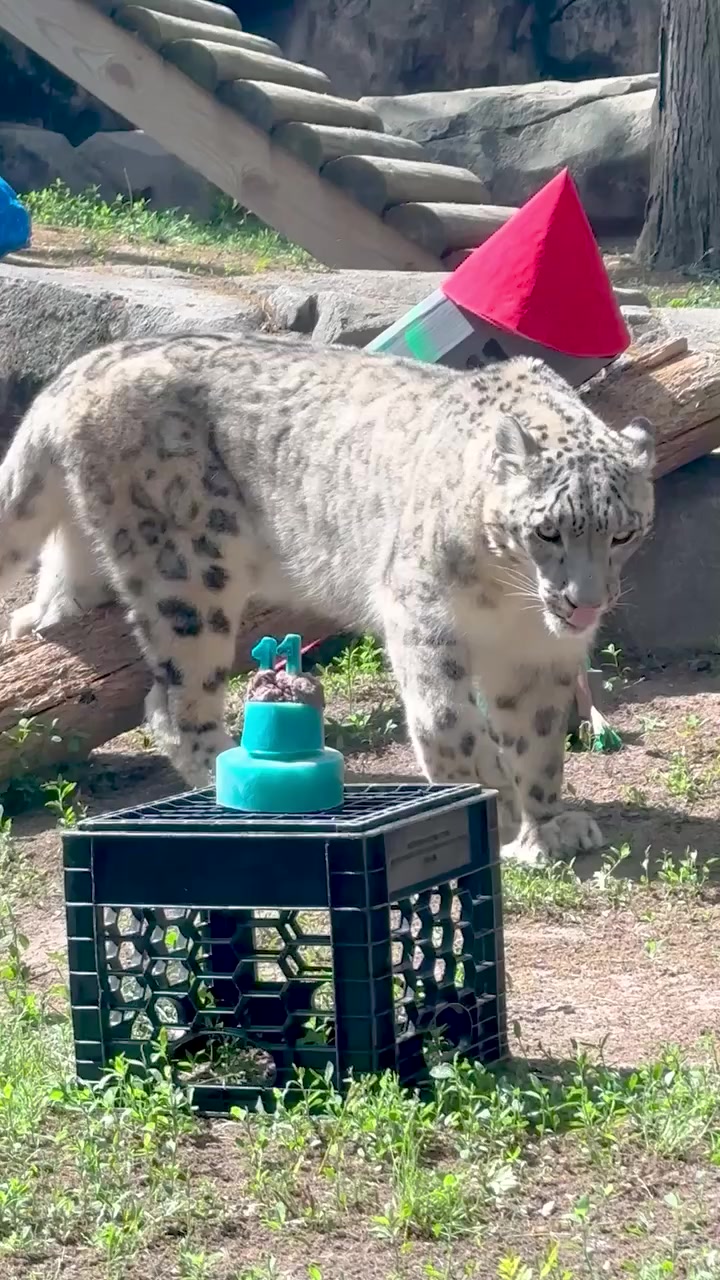 @Animals