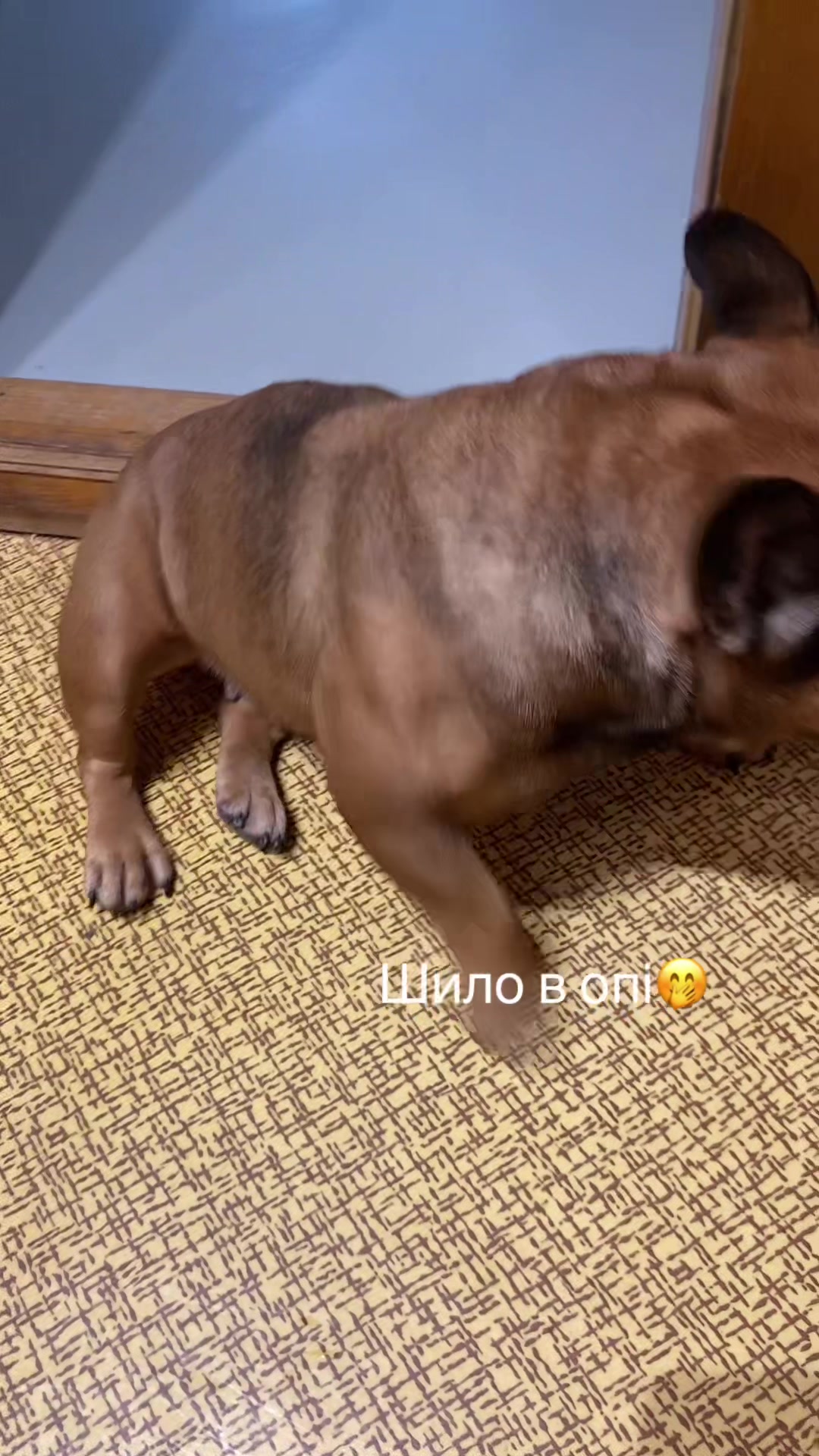 @_holly_bulls_