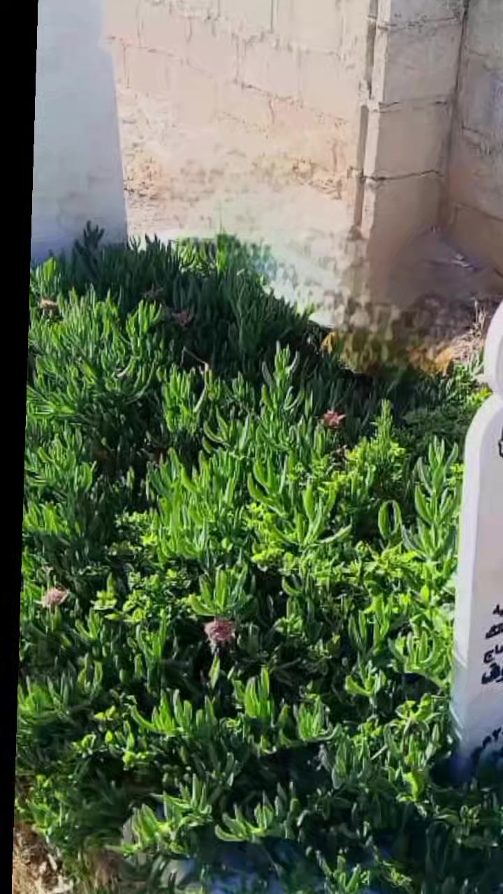 @أم محمود ✨