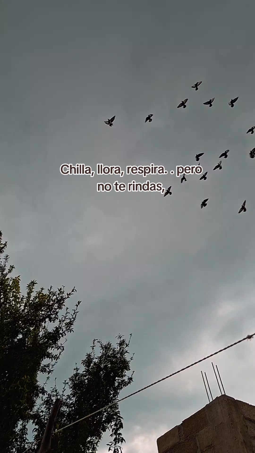 @Paolita 🐢