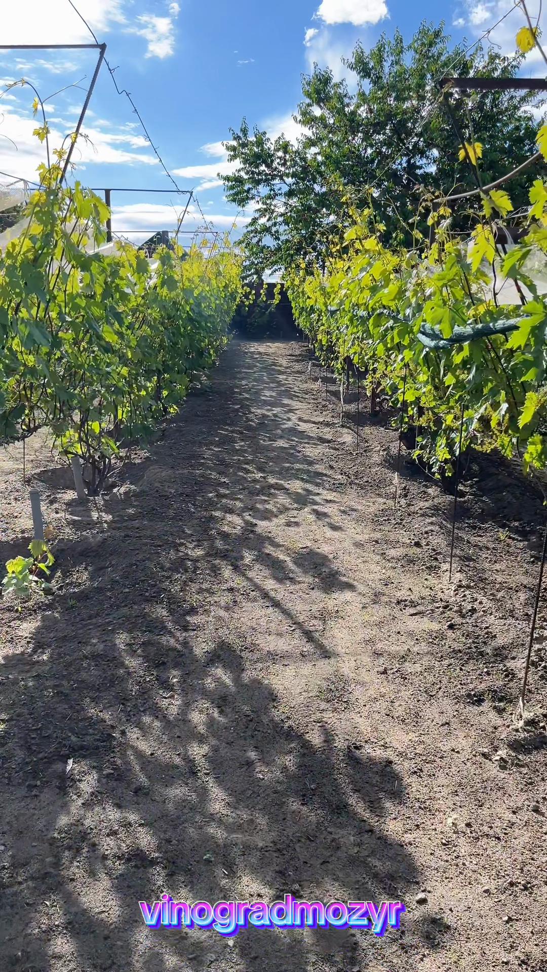 @Vinogradmozyr