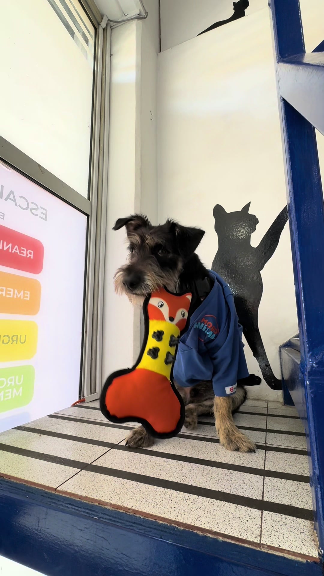 @VetModoAnimal