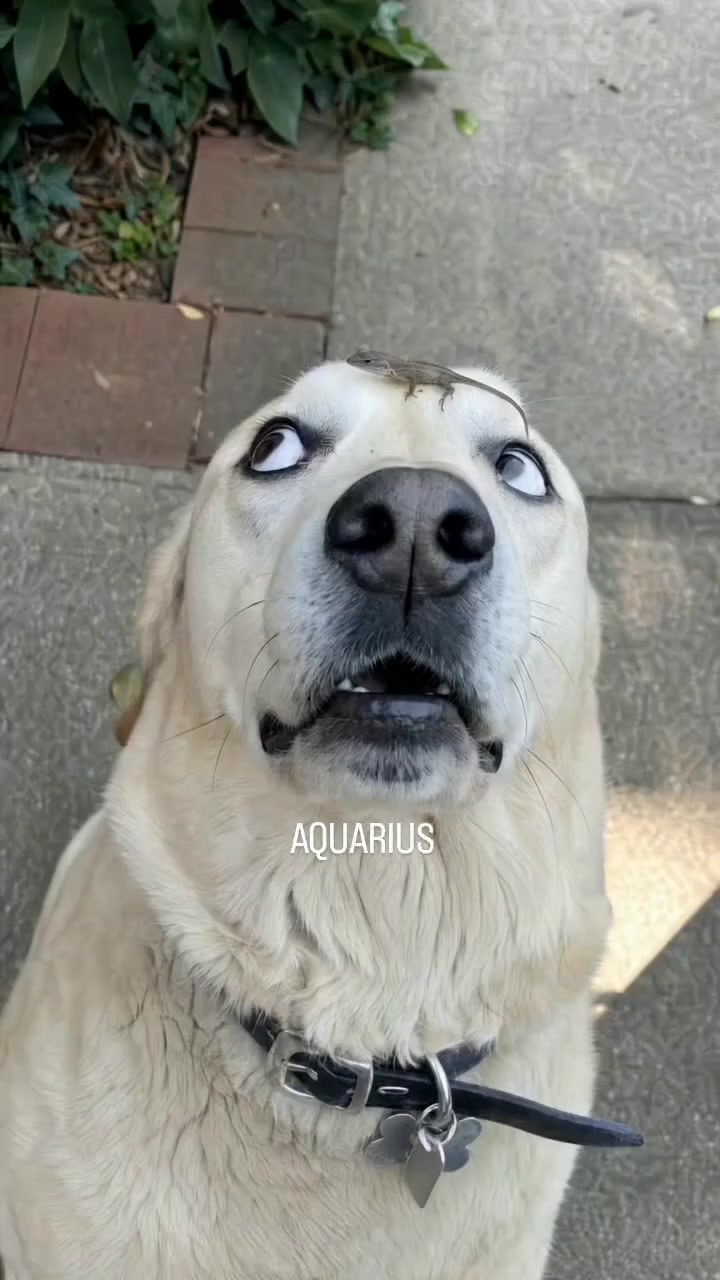 @OldFart™ Aquarius