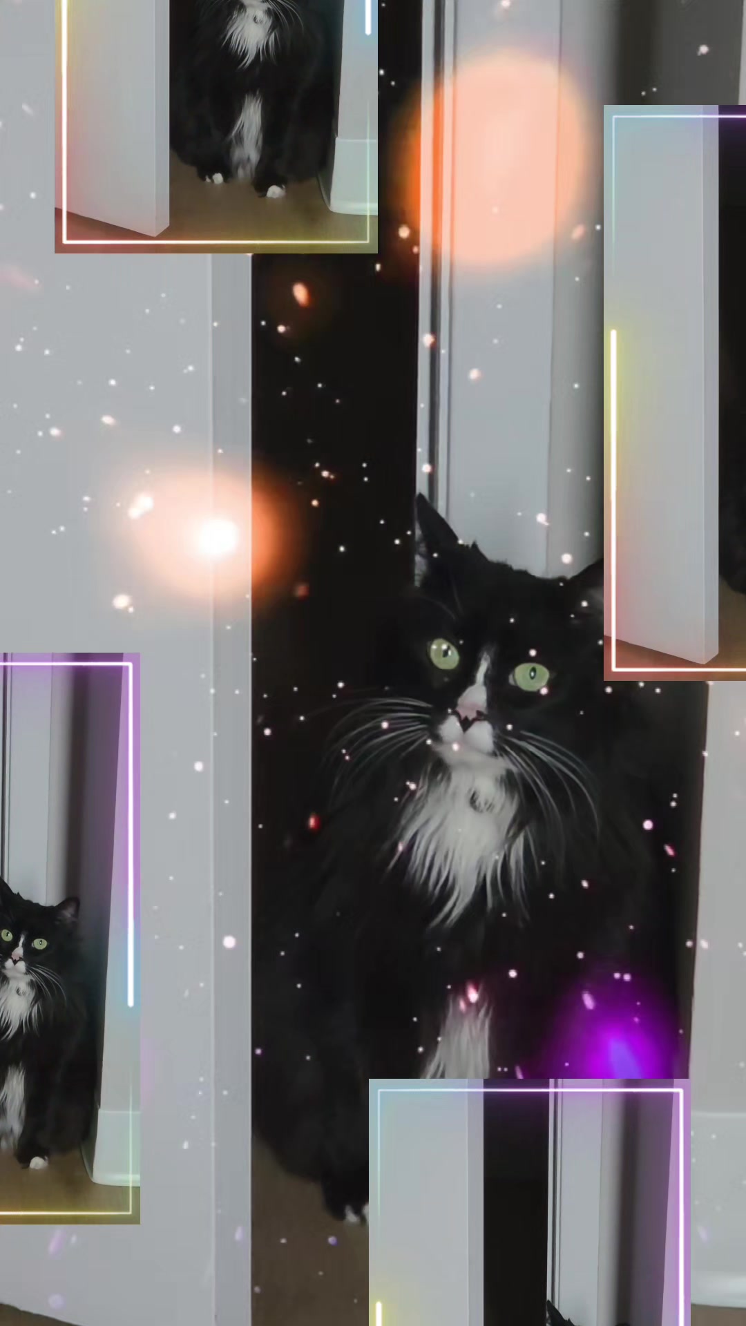 @AtticaTheTuxedoCat