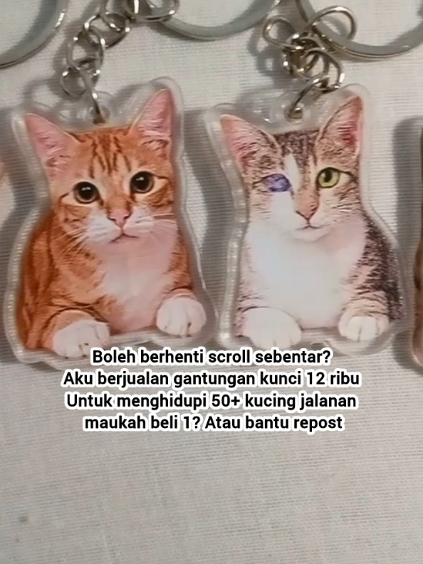 @Kucing Rumah Ronal