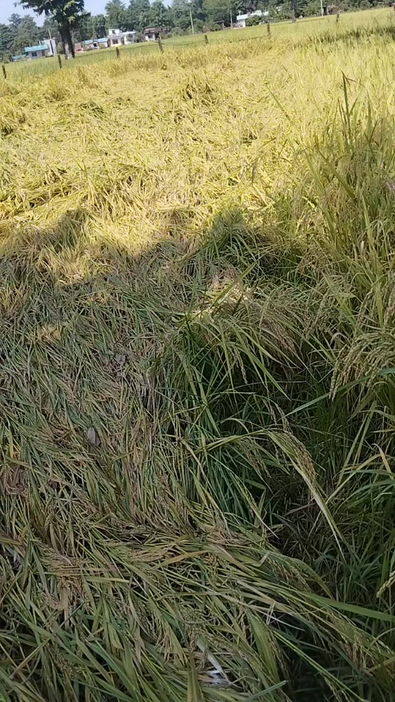 @Chandra karki