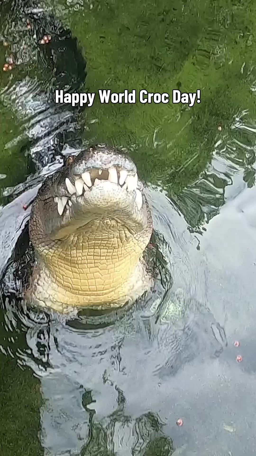 @Perth Zoo