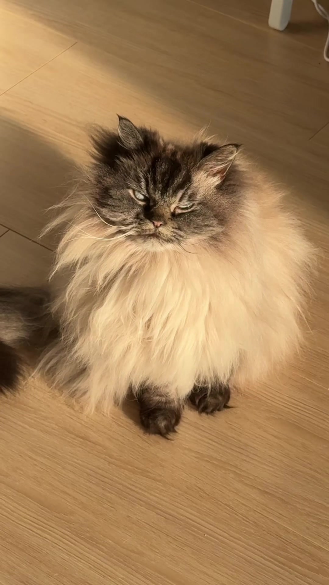 @Merlin Ragdoll