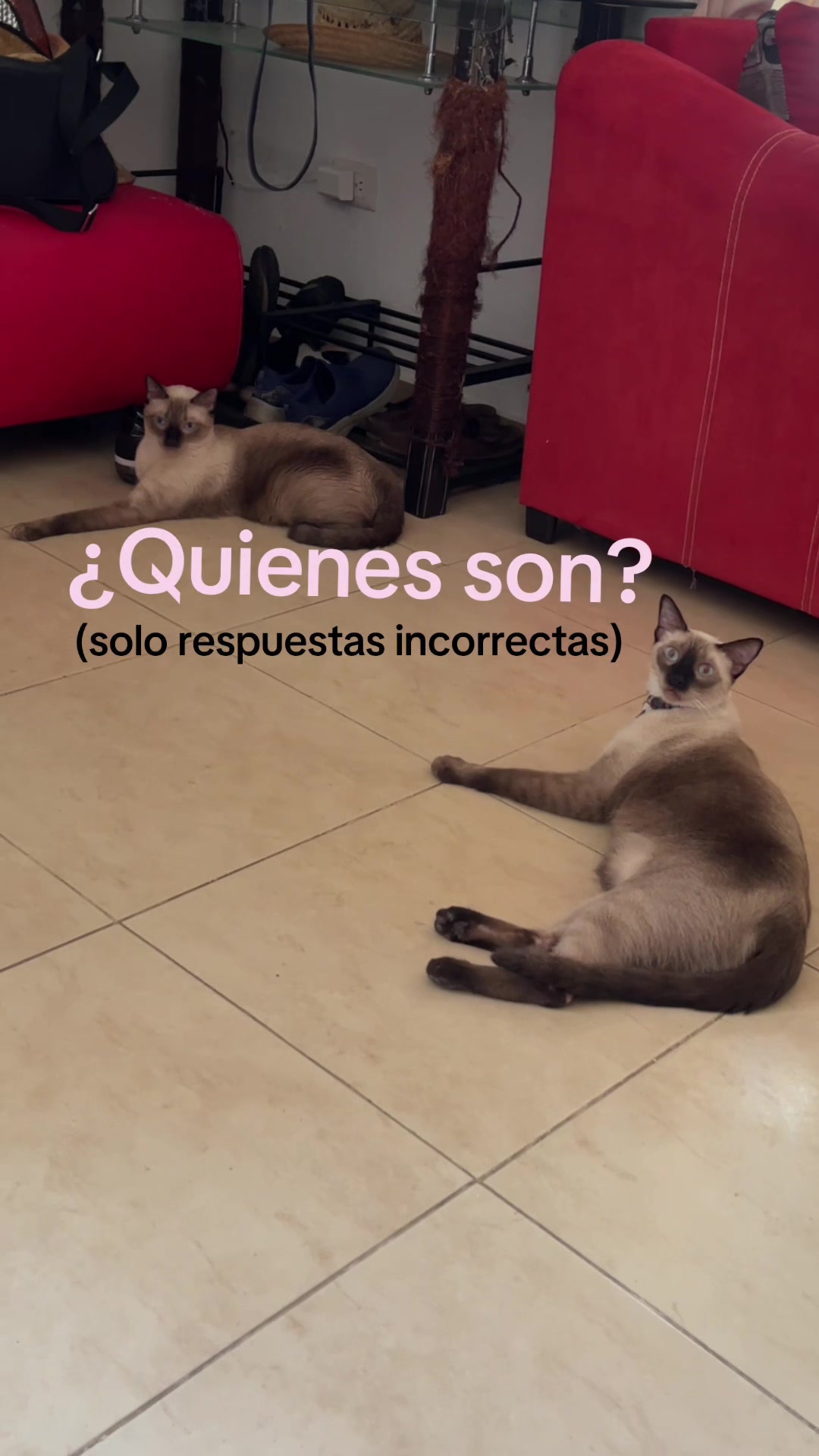 @Hermanitos siameses