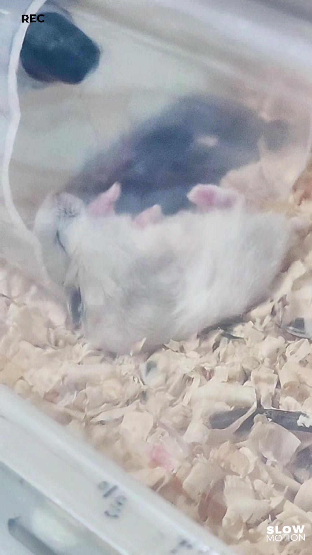 @👑반짝반짝🐿
