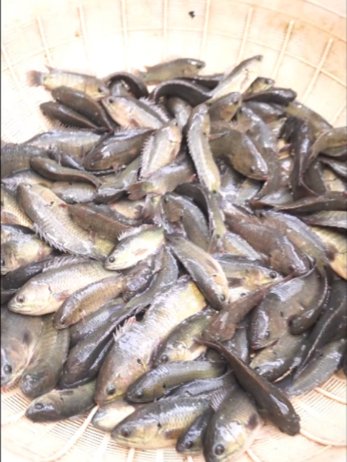 @Trại Cá Giống Quang Lâm