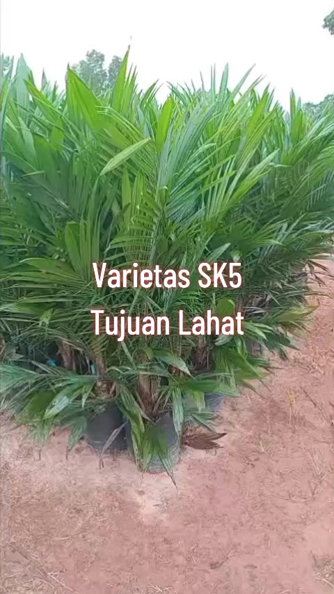 @BOS SAWIT