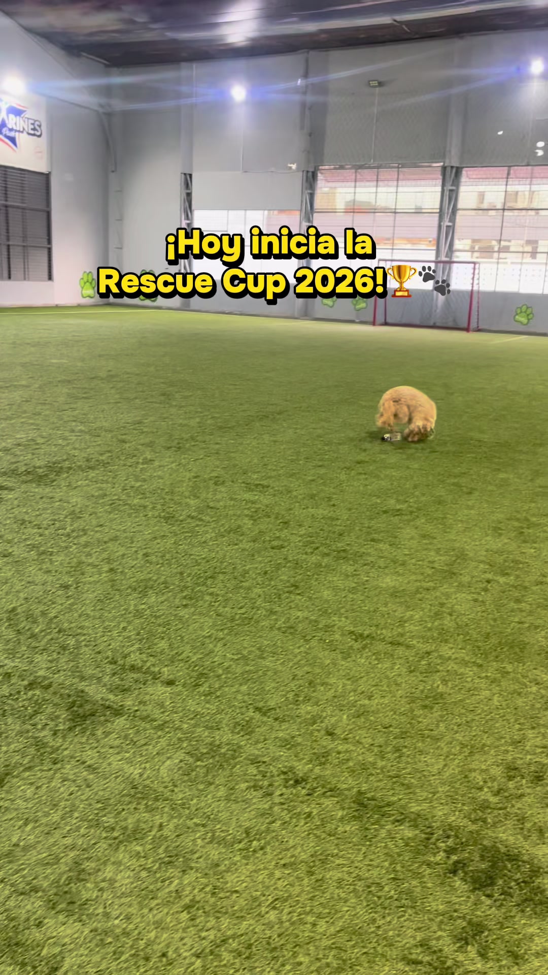 @amigosdelucas