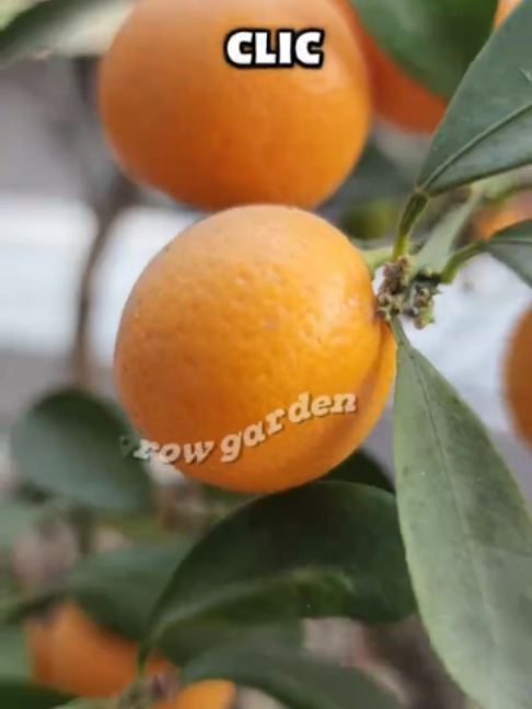 @Grow Garden | Plantas