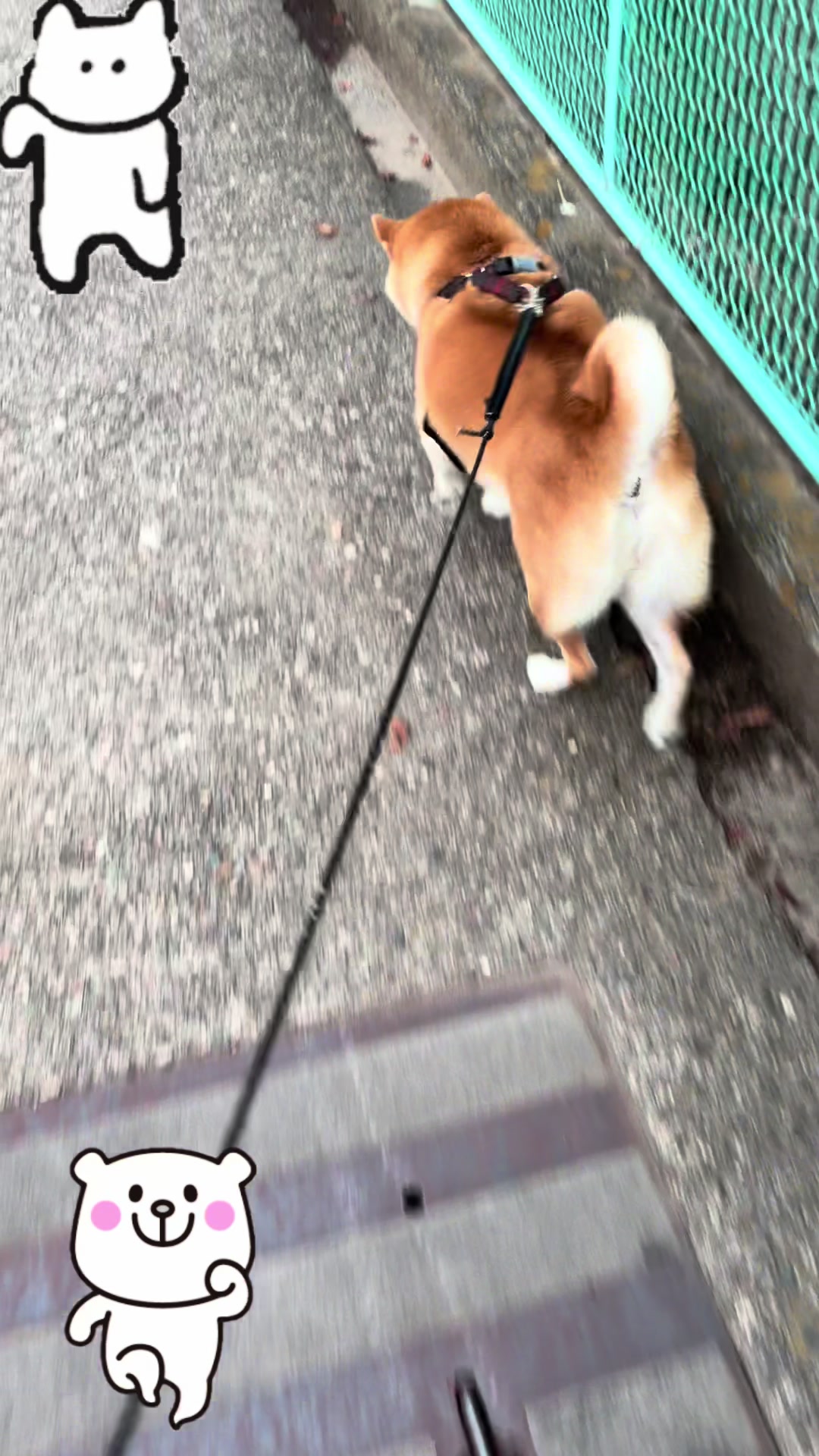 @柴犬虎徹