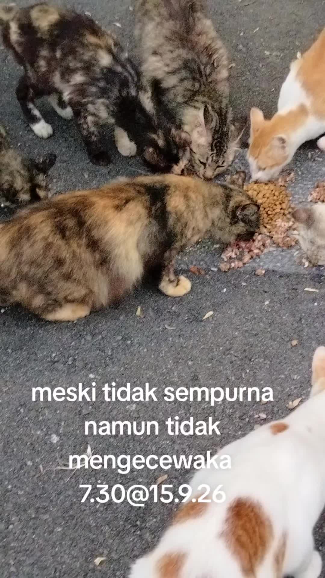 @MaderCats