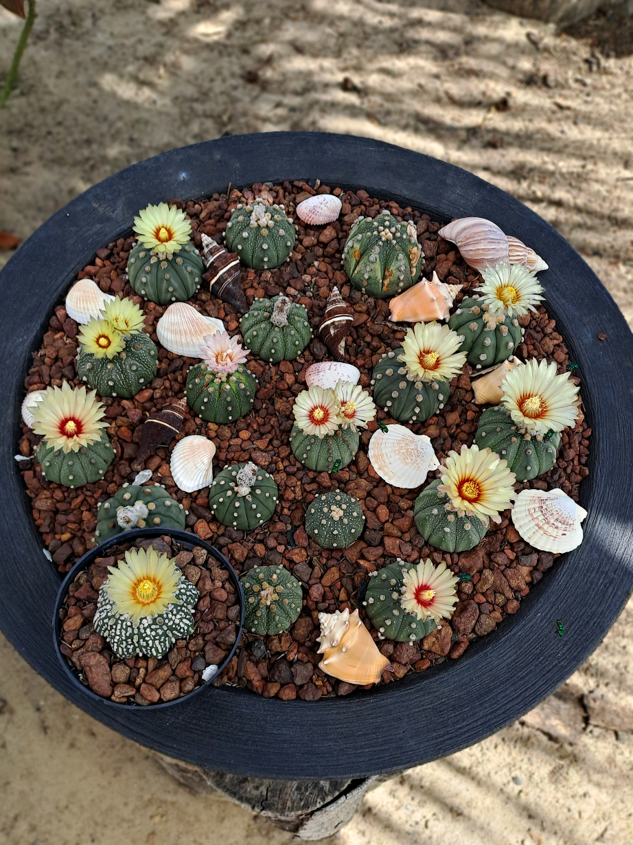 @Val Brito🌻✍️