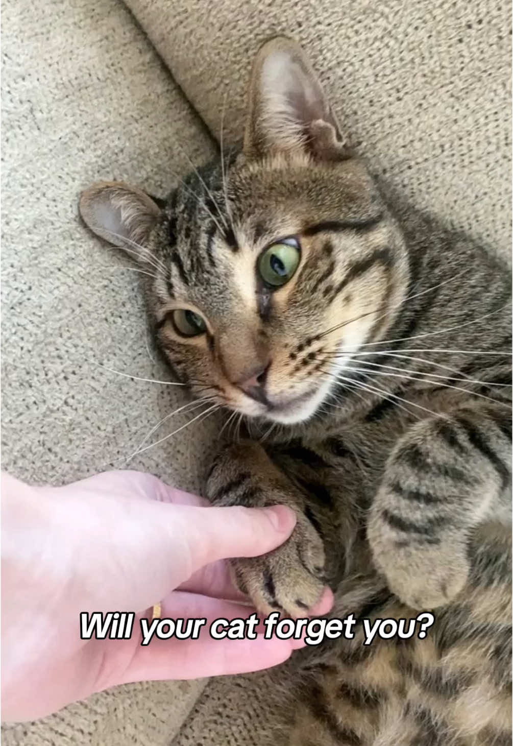 @Cat Tigrous