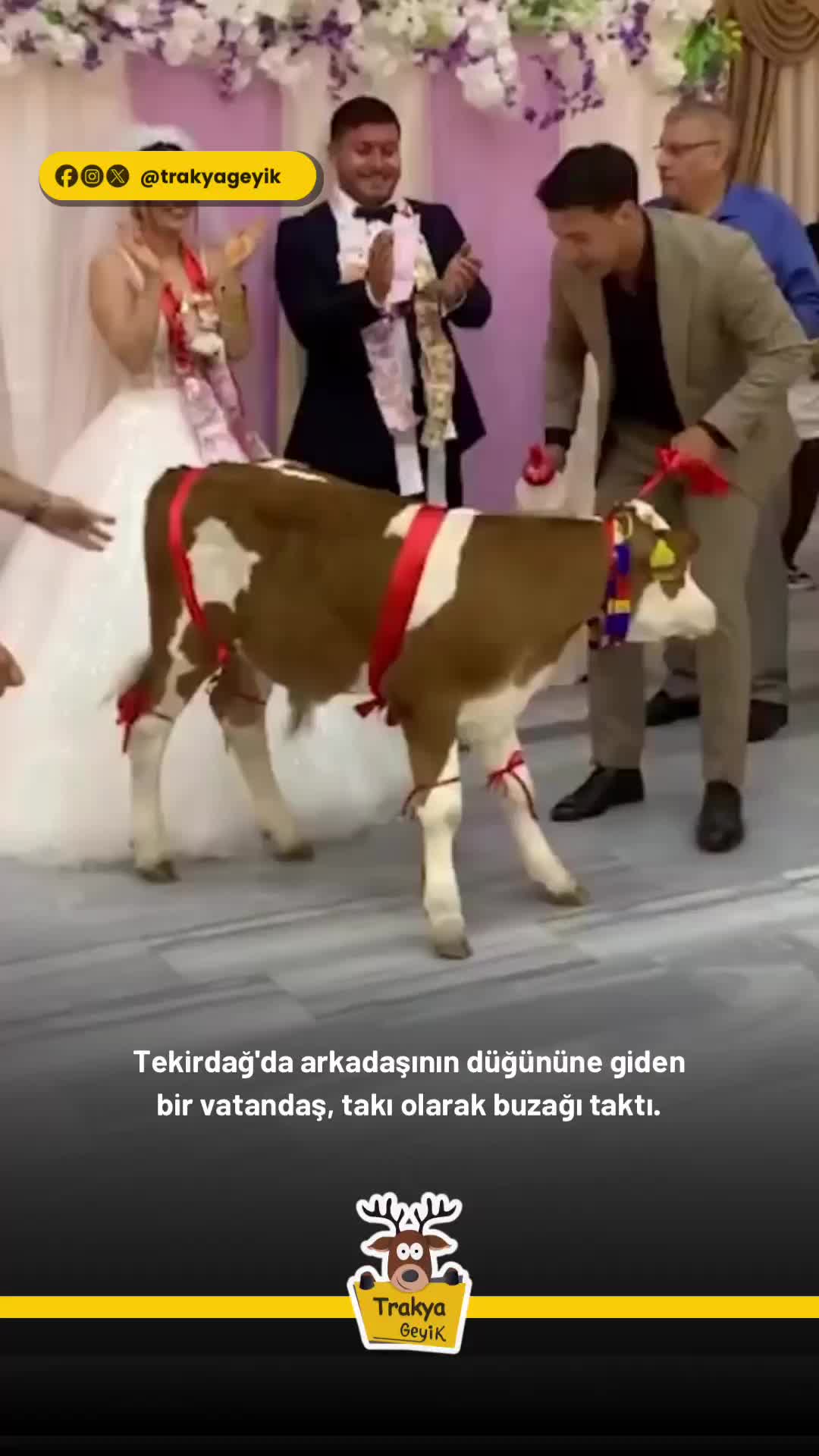 @Muğla Geyik