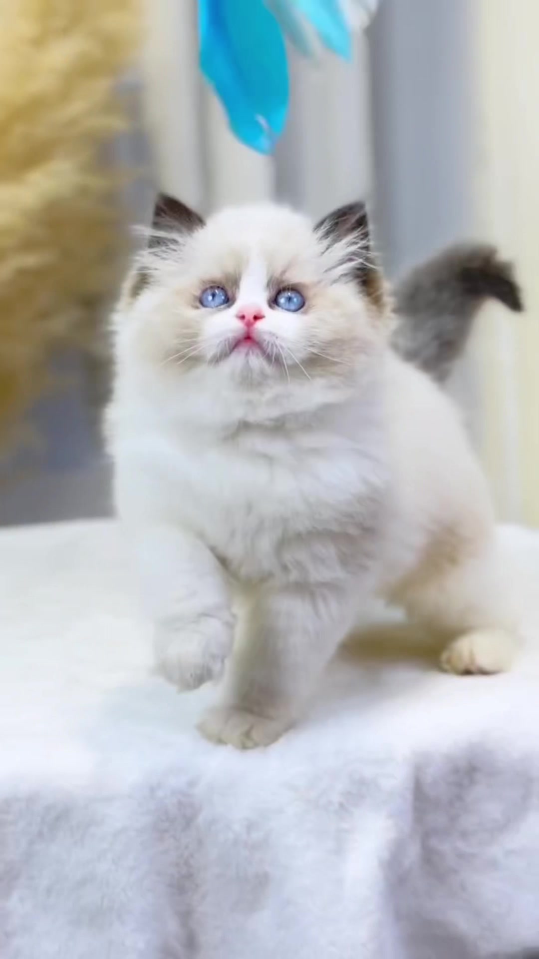 @fuyncats