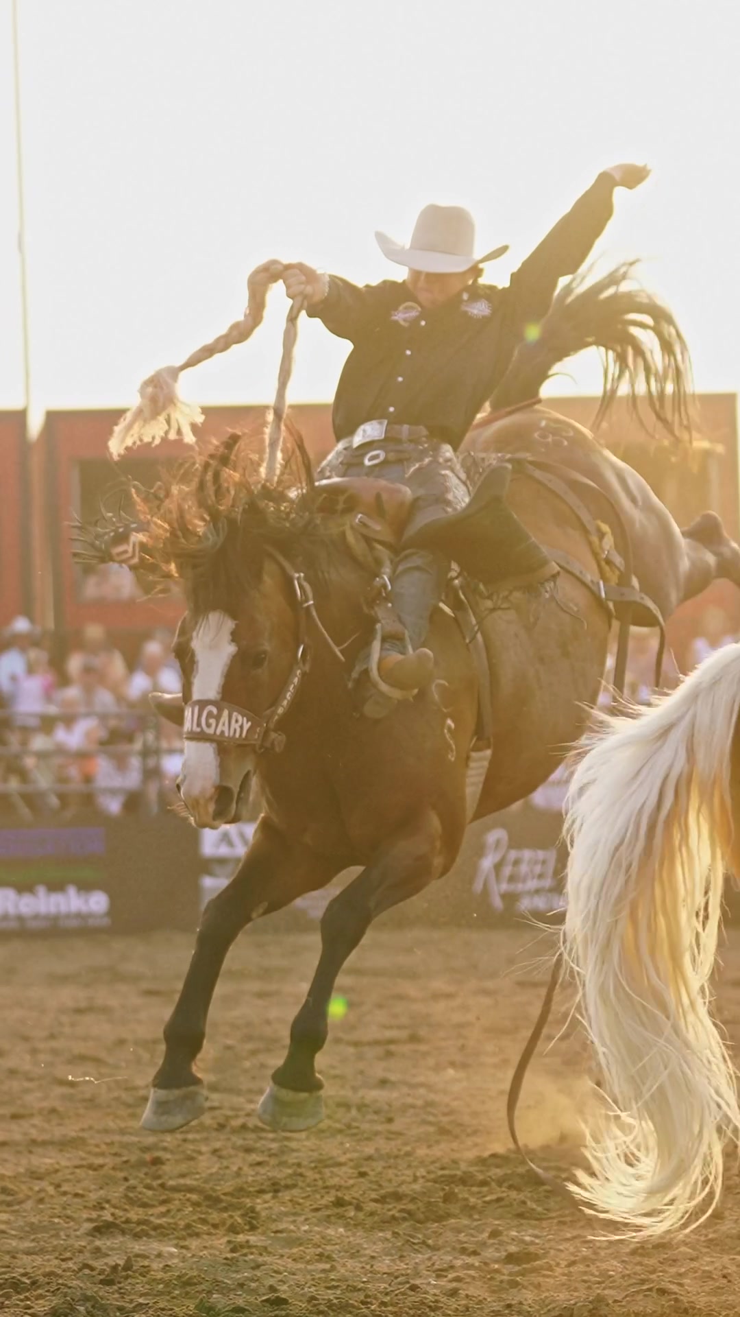@Hanginghorses