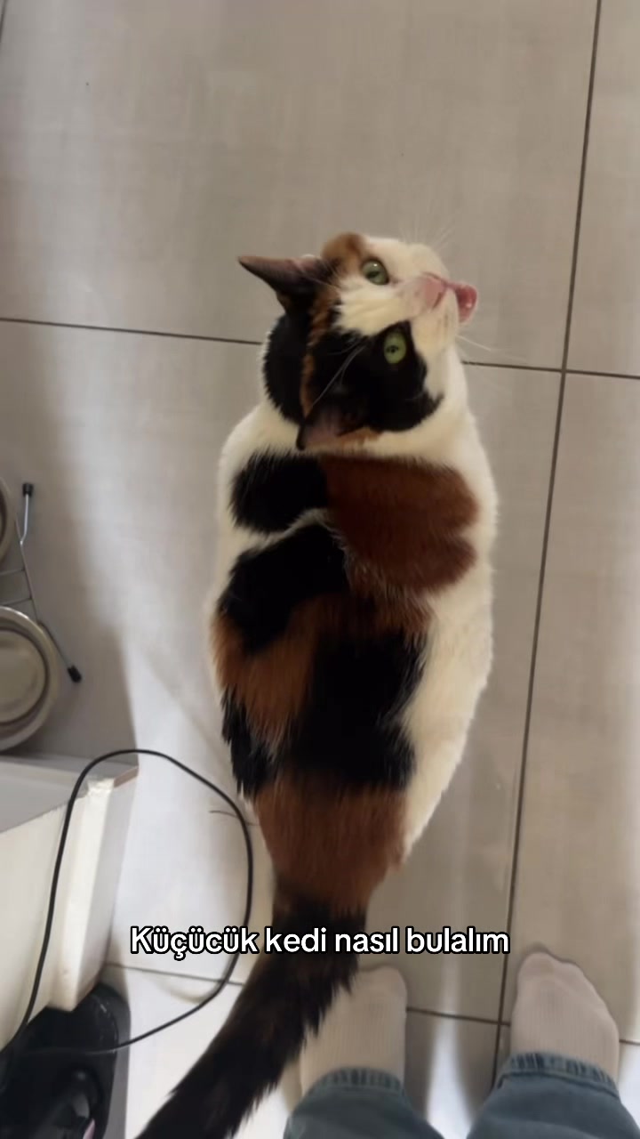 @Çikikatör