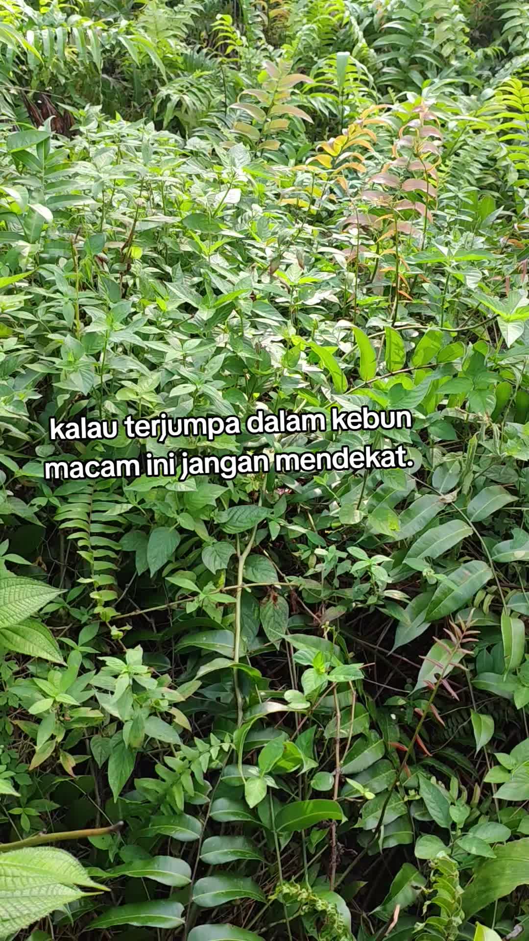 @SAHWI