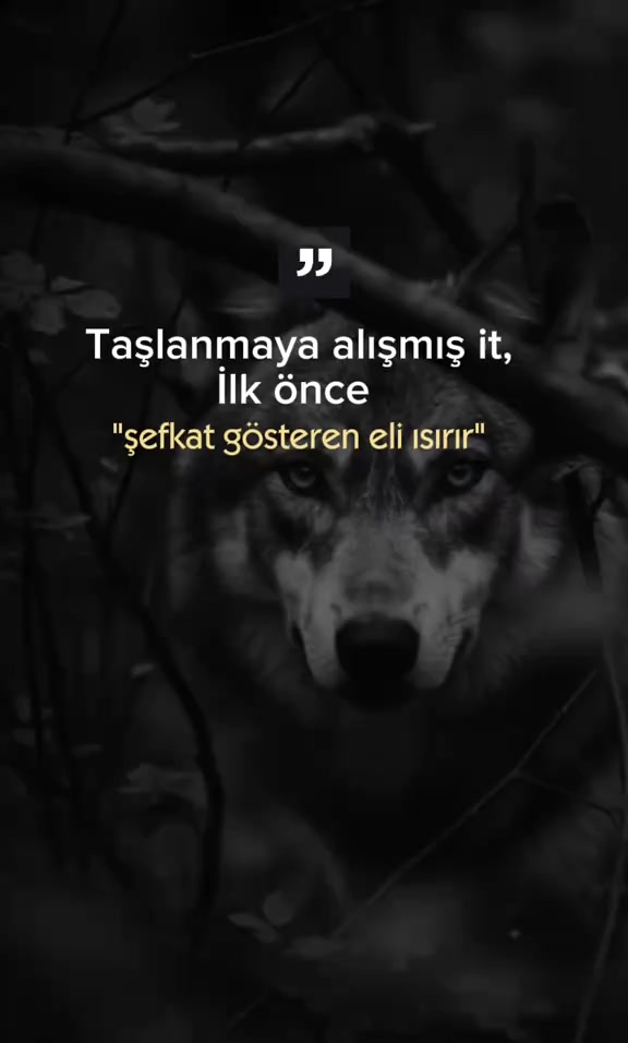 @serap sln