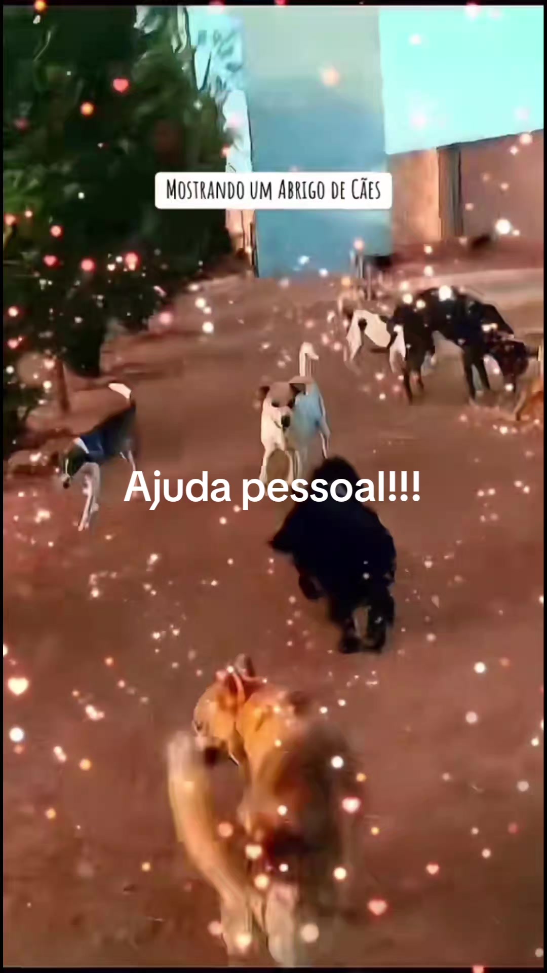 @Proteção Patas