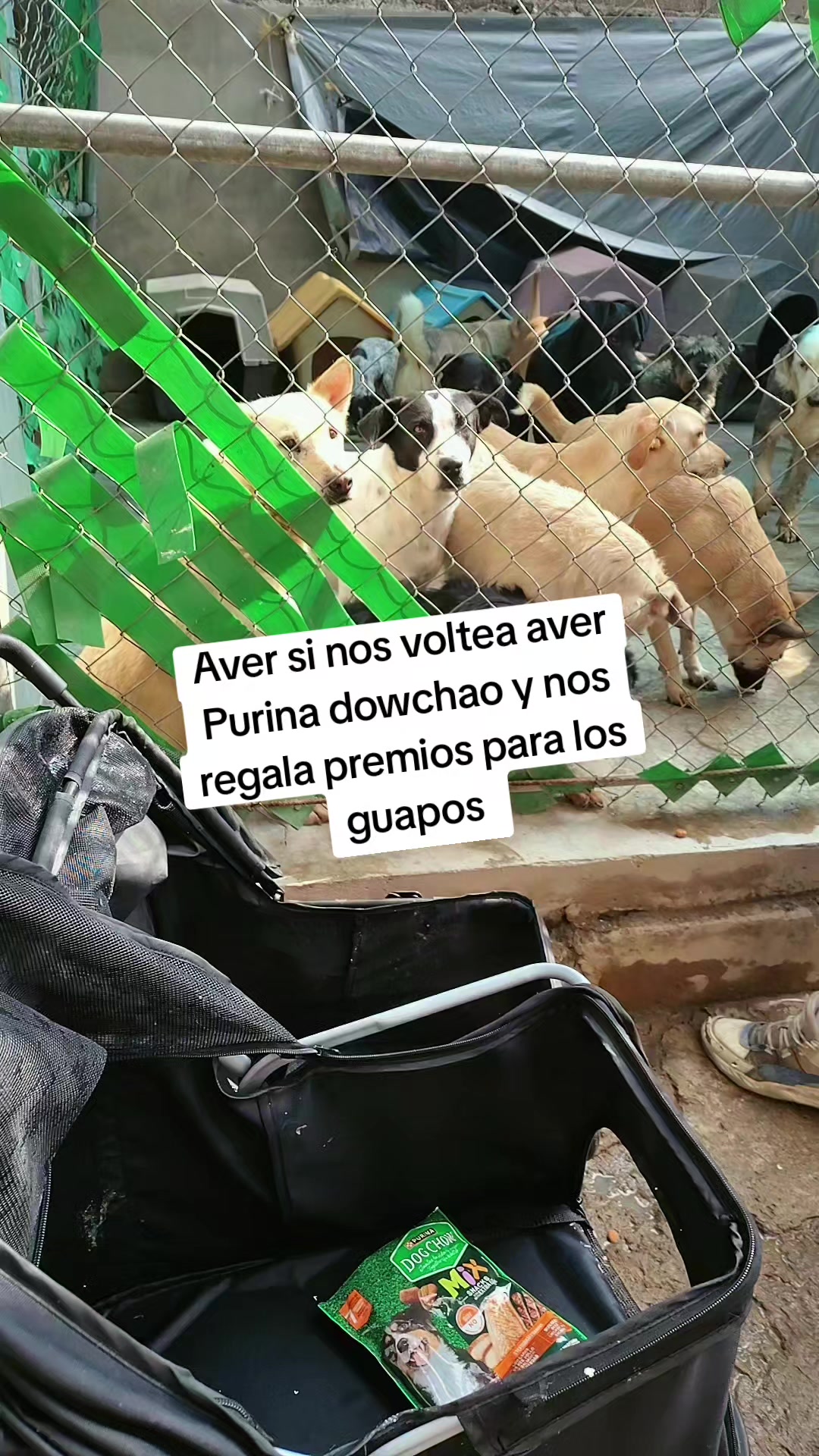 @rescate de perros guapos 😚