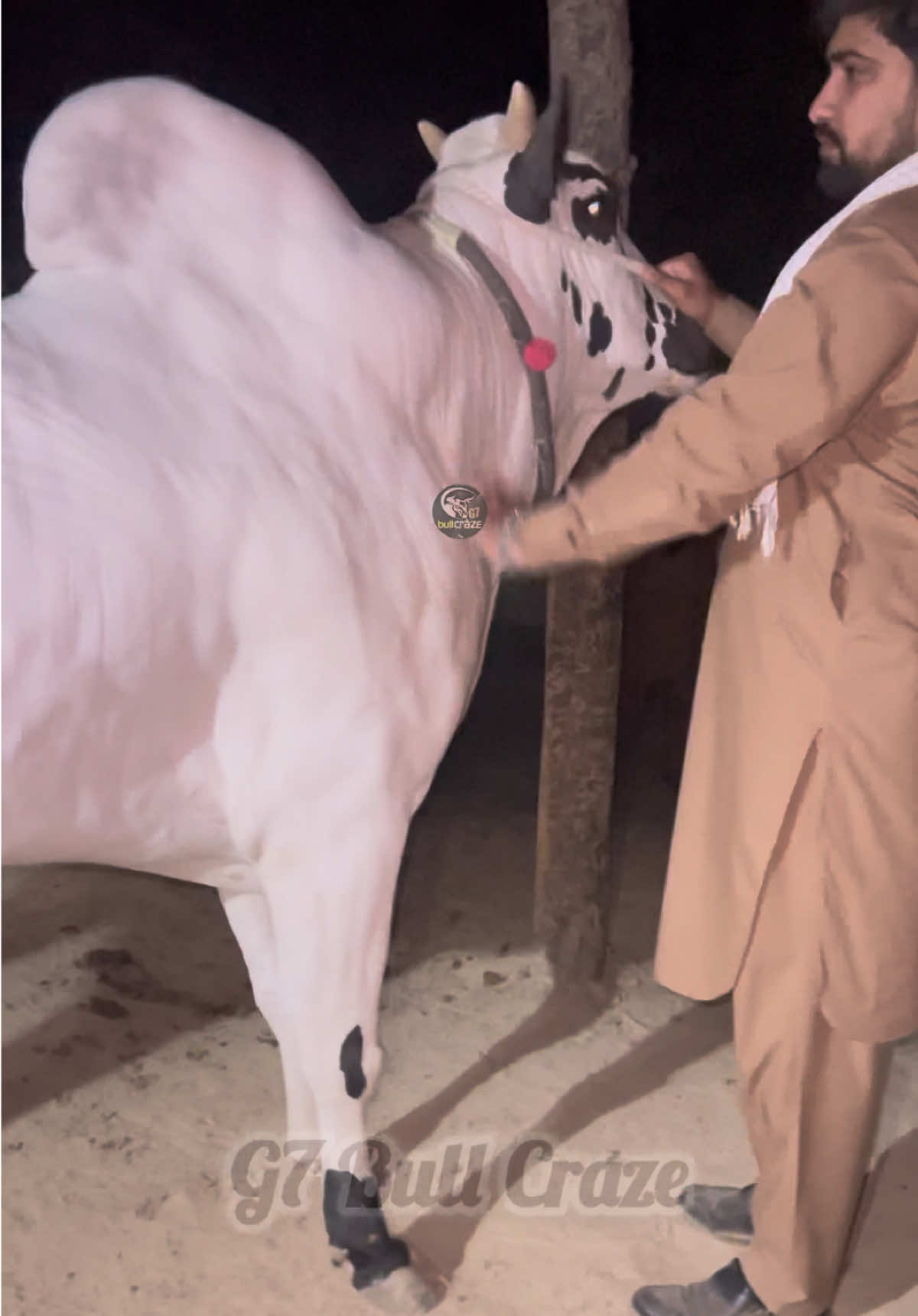 @G7 BULL CRAZE