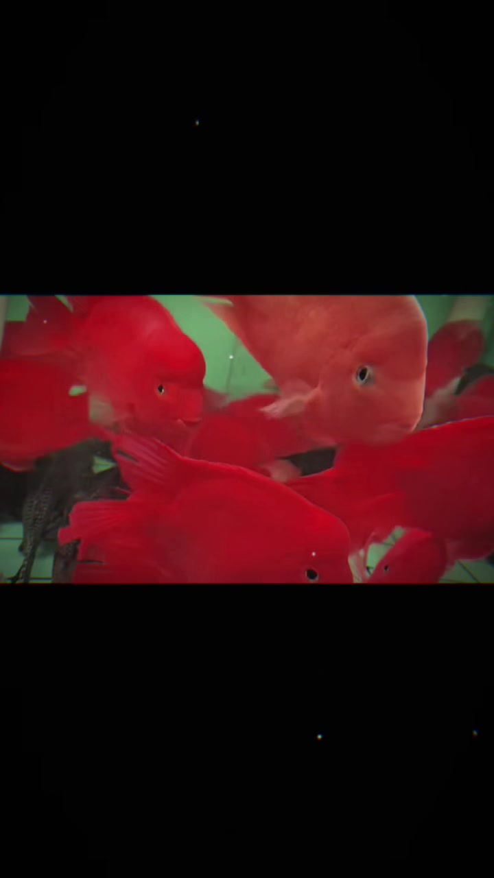 @網上看魚