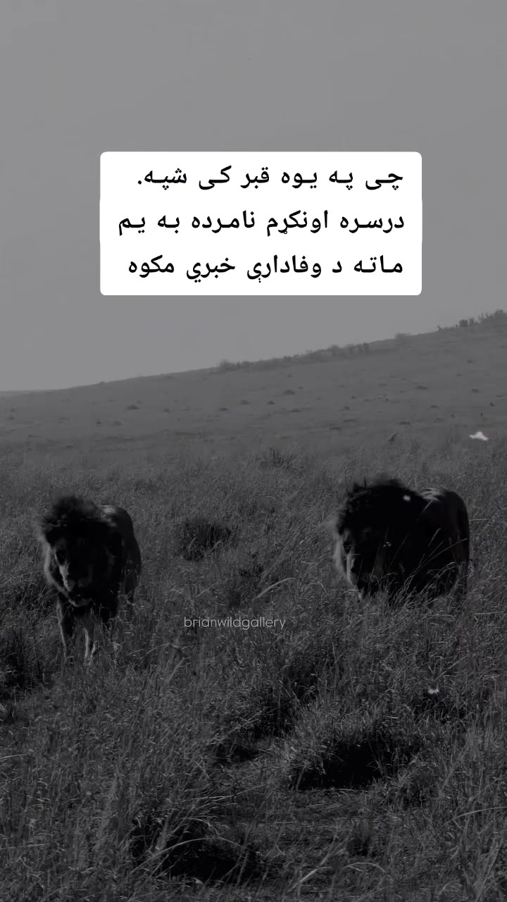 @ཀོ لـیــونـͫــͣــͥوو ཀོ