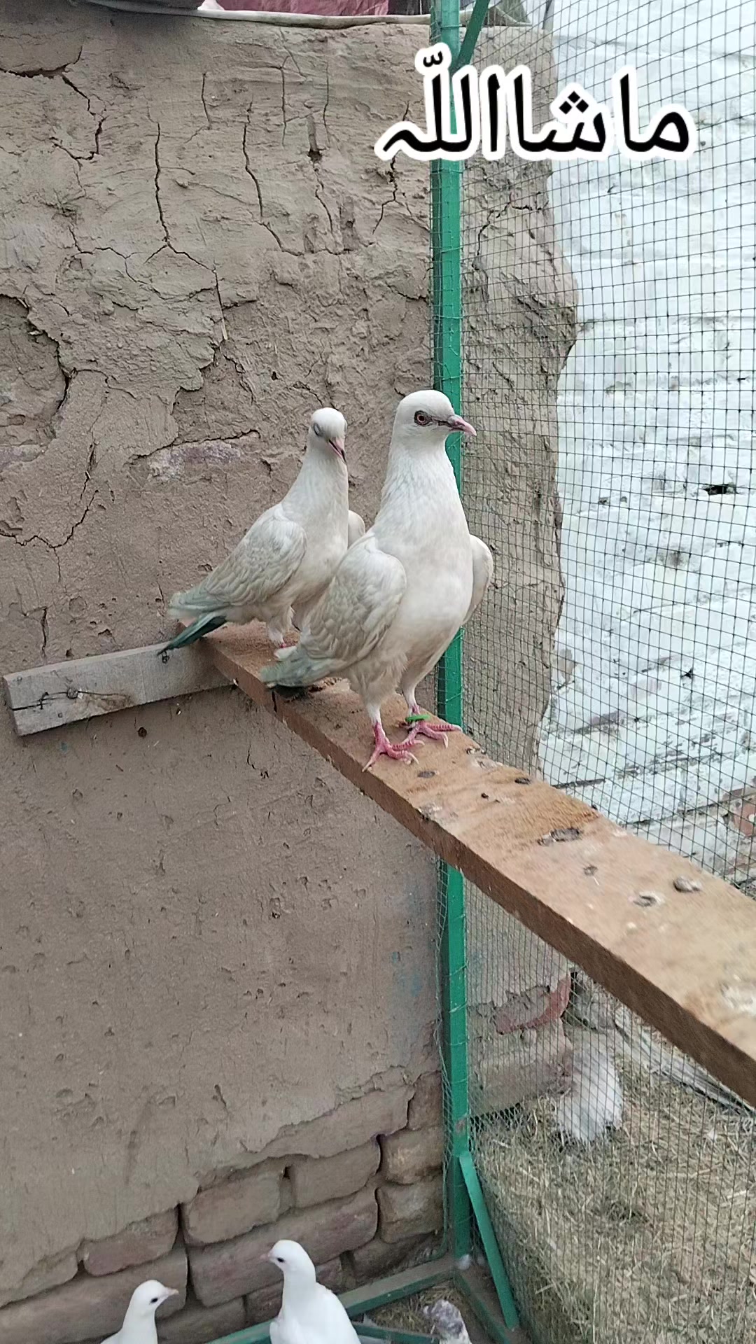 @malik Ali