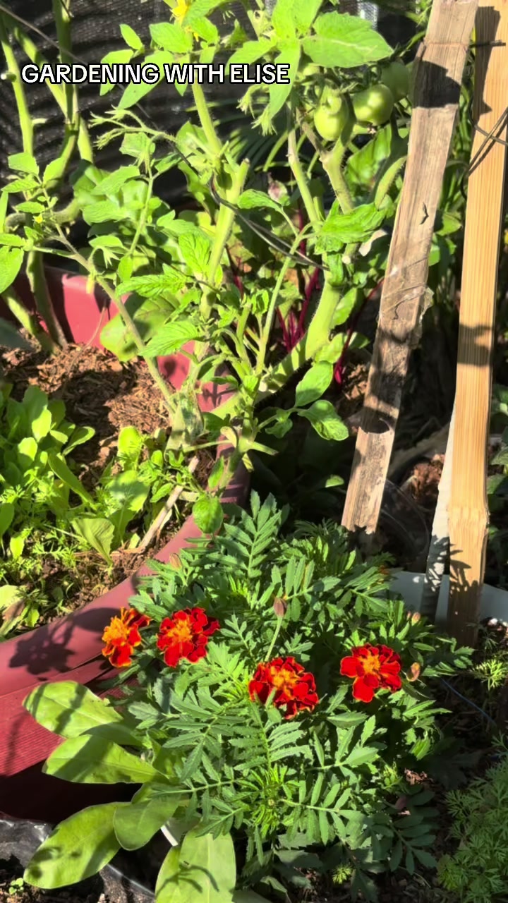 @Gardening with ELISE