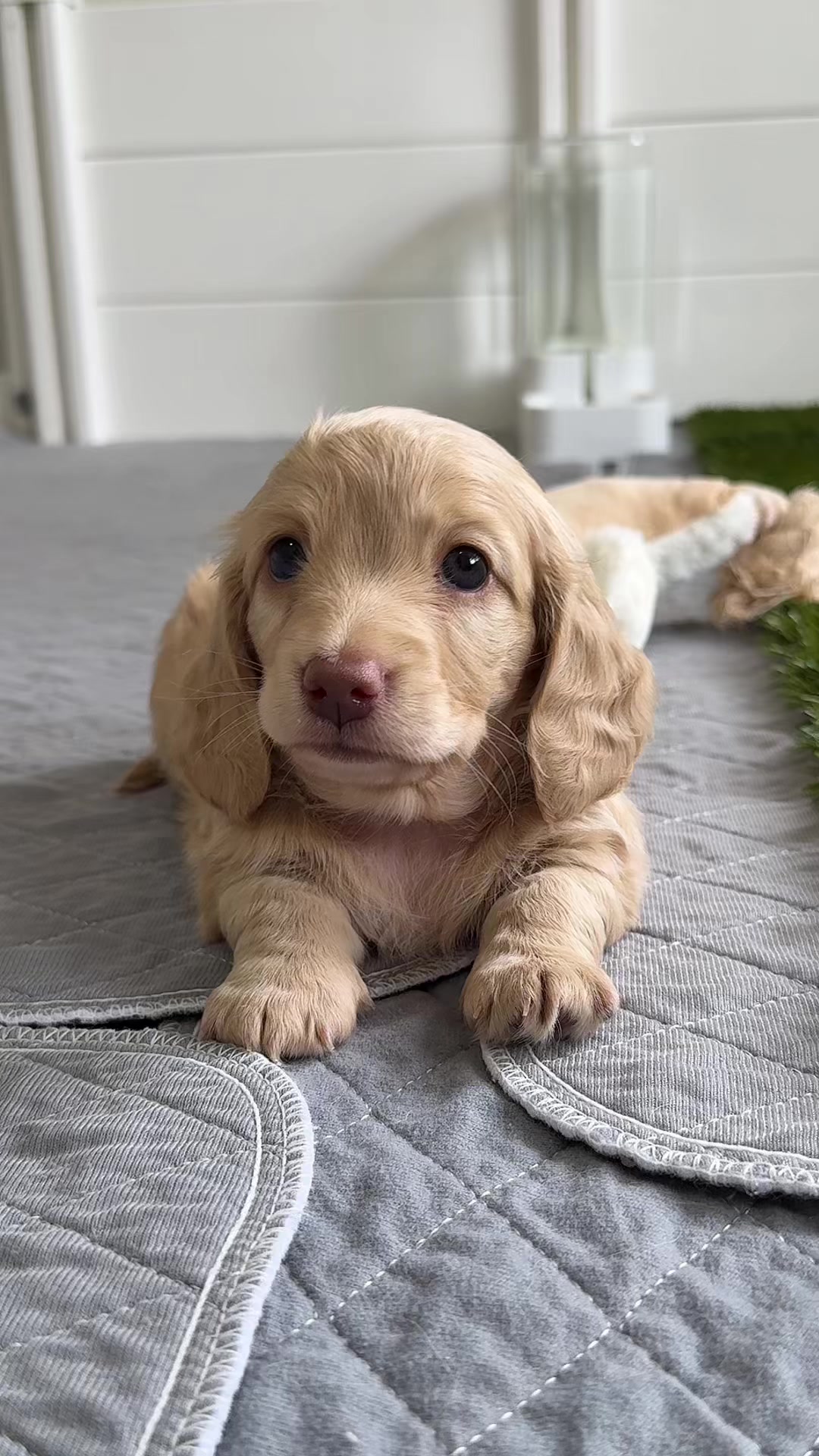 @Dachshund Dynasty