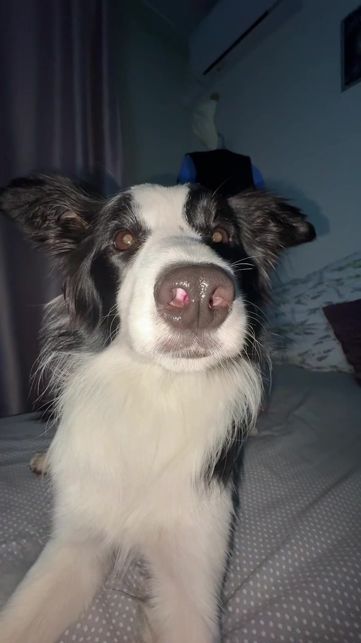 @Тгк: ⚡️🐾Хвостатый мир🐾⚡️