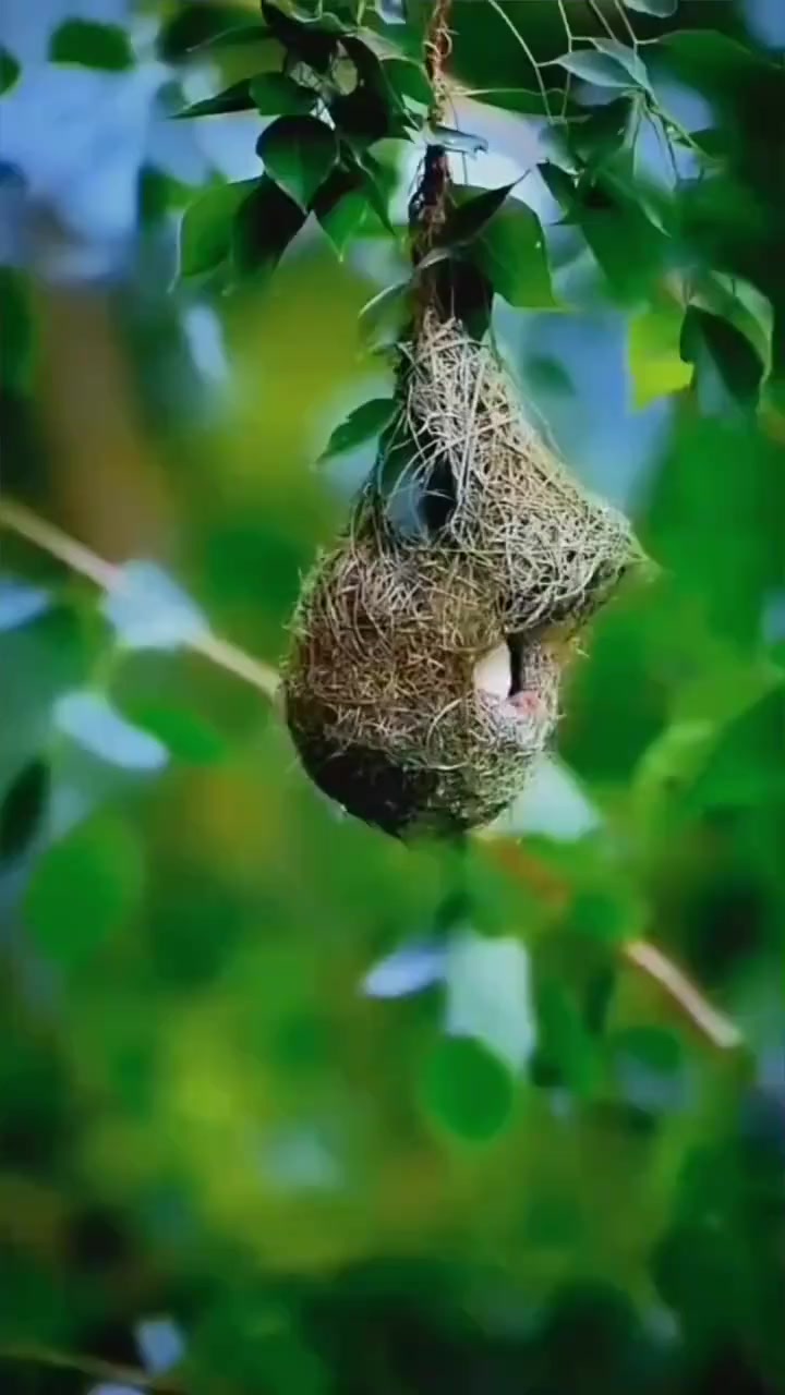 @shivam_chauhan
