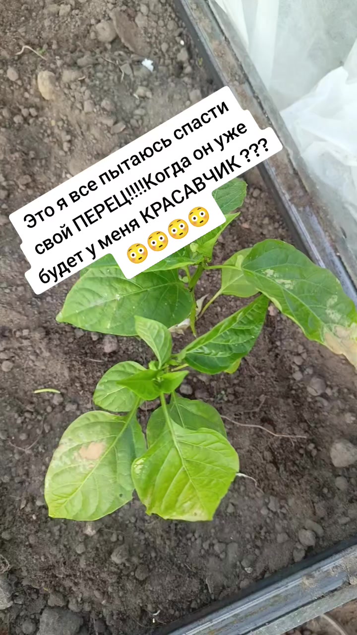 @Оленька