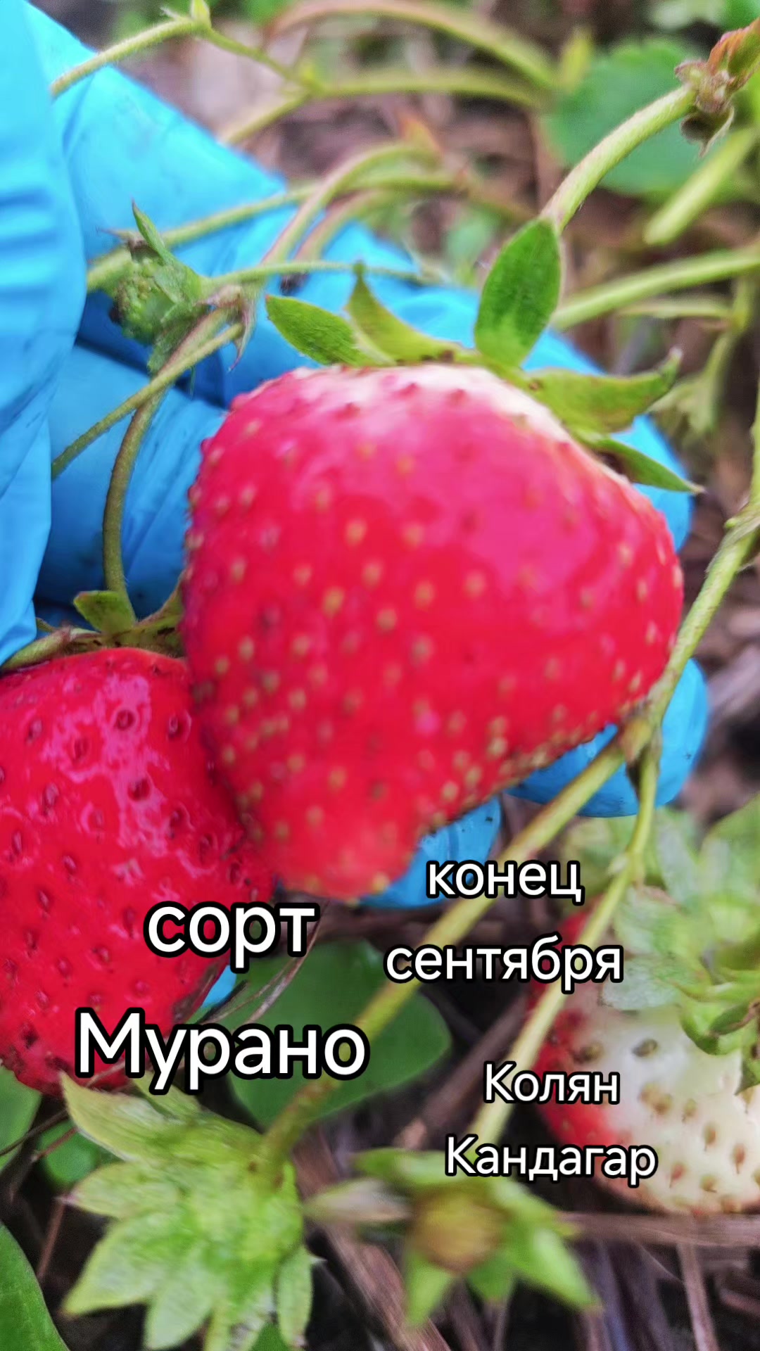 @Картофель Могилёв