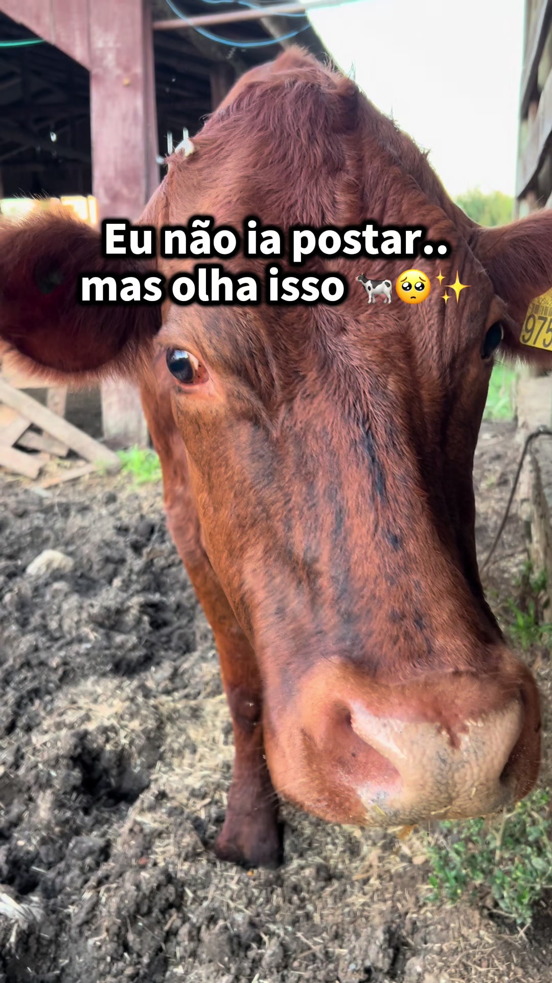 @Val&eacute;ria | Rotina | Queijos🧀🐄
