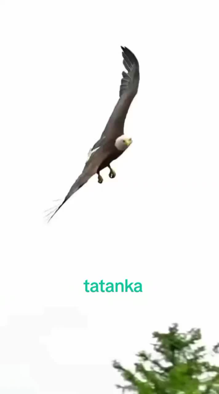 @tatanka white