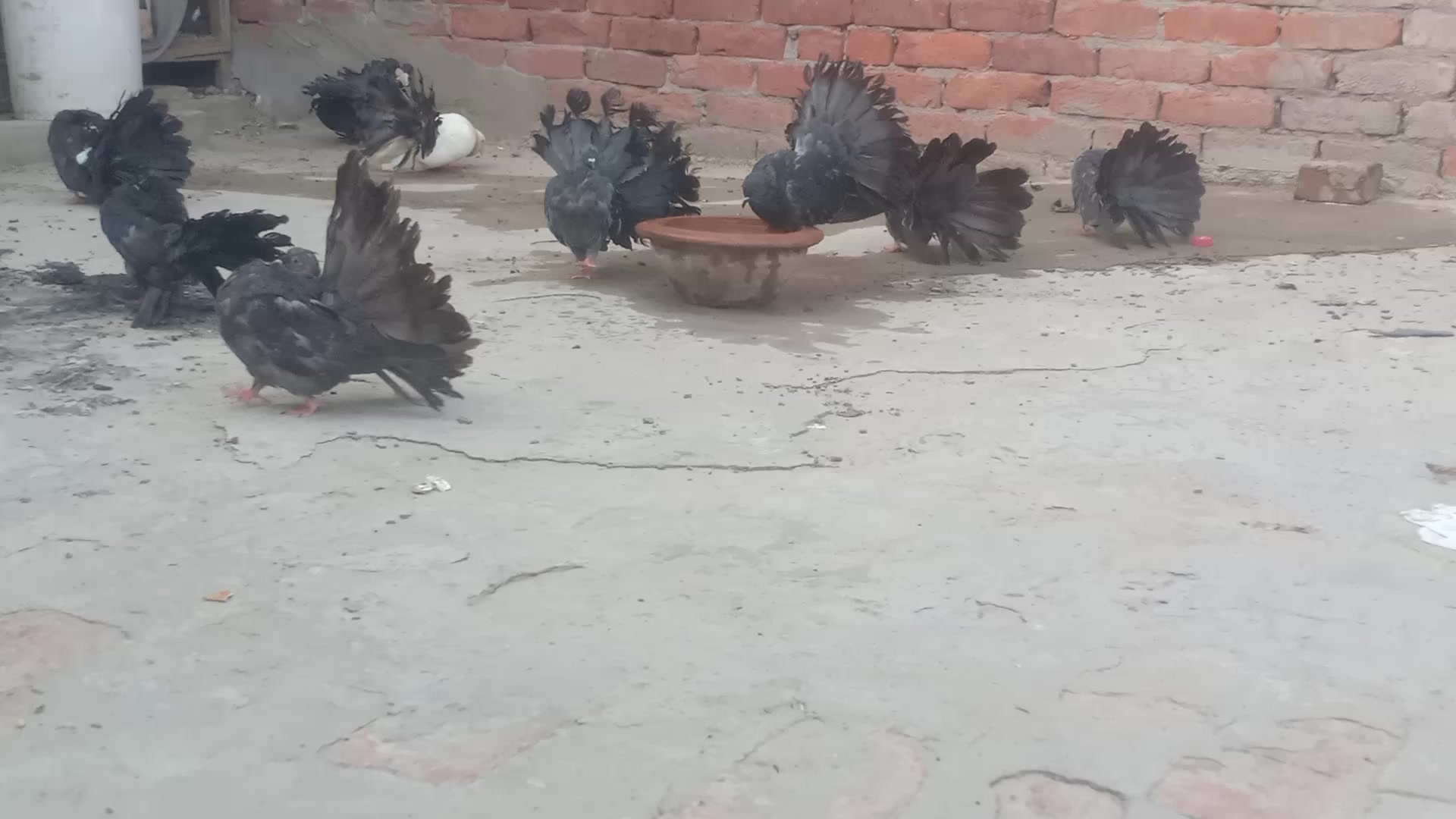 @royal birds
